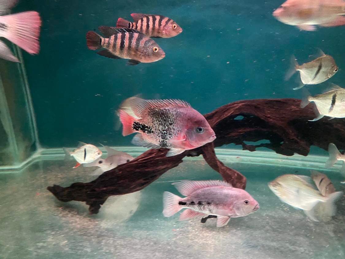 Cichlid mix tank