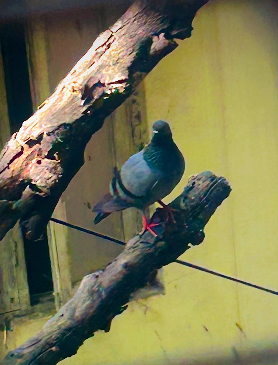 AlwaysVasuDev's tweet photo. Nidra Pattaka Chese Yeshalu 🤷🏻♂️ #CaptureTheNature🤣 https://t.co/UTWazalY8k