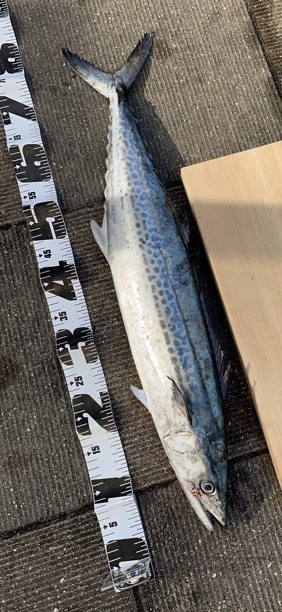 新年初釣りはサゴシでした

あけましておめさごしござさごし