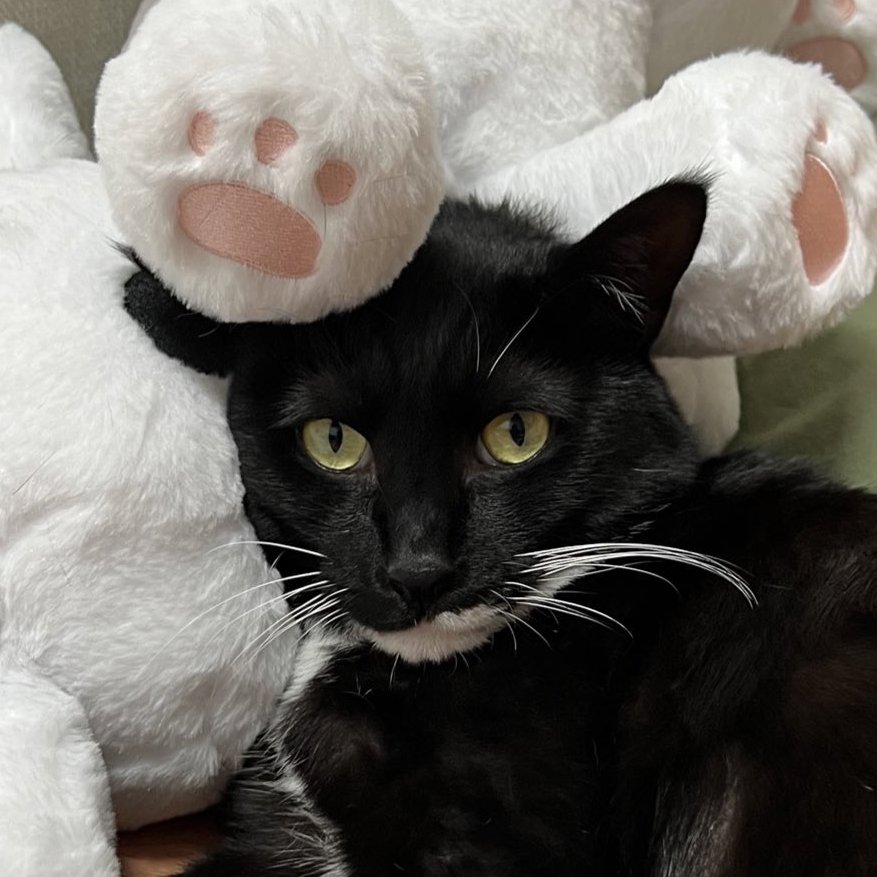 2월 중 직직2, 40cm 왕직직이 재생산 계획 있습니다
(플미 거래X🥺🥺)

가격은 이전과 변동 없이 직직2 9,000원 / 40cm 왕직직이 25,000원입니다 

왕직직이는 디자인 변화는 없지만 원단을 미색 계열 원단으로 변경하여 생산 예정입니다

감사합니다