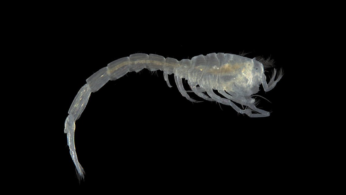 #NewSpecies
New hooded shrimp from #brazil just swam in:

Leucon rhuanae
Holotype: @MuseuNacional

Treatment: treatment.plazi.org/id/66B3AAC2-43…
Publication: doi.org/10.11646/zoota…
@Zootaxa

#FAIRdata
#OA #science #biology #nature #biodiversity #conservation #deepsea #crustacea #shrimps