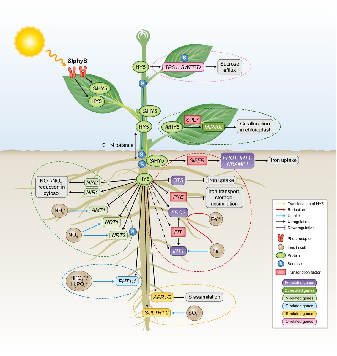 Abiotic stress in plants (Green Survivors) (@abioticstress) on Twitter photo Tansley insight by <a href="/SamritiMankotia/">Samriti Mankotia</a> <a href="/PJakhar_3097/">Pooja Jakhar</a> <a href="/santosh7bhai/">Santosh Satbhai</a> <a href="/sbslab_IISERM/">SBS Lab</a> <a href="/DBS_IISERM/">Dept. of Biological Sciences (DBS), IISER Mohali</a> <a href="/IiserMohali/">IISER Mohali</a> <a href="/NewPhyt/">New Phytologist</a> <a href="/wileyplantsci/">Wiley Plant Science</a>
#HY5: a key regulator for #light-mediated #nutrient uptake and #utilization by plants
nph.onlinelibrary.wiley.com/doi/10.1111/np…
#PlantSci <a href="/IndianBotanists/">Indian Botanists</a> <a href="/icarindia/">Indian Council of Agricultural Research.</a> Tansley insight by <a href="/SamritiMankotia/">Samriti Mankotia</a> <a href="/PJakhar_3097/">Pooja Jakhar</a> <a href="/santosh7bhai/">Santosh Satbhai</a> <a href="/sbslab_IISERM/">SBS Lab</a> <a href="/DBS_IISERM/">Dept. of Biological Sciences (DBS), IISER Mohali</a> <a href="/IiserMohali/">IISER Mohali</a> <a href="/NewPhyt/">New Phytologist</a> <a href="/wileyplantsci/">Wiley Plant Science</a>
#HY5: a key regulator for #light-mediated #nutrient uptake and #utilization by plants
nph.onlinelibrary.wiley.com/doi/10.1111/np…
#PlantSci <a href="/IndianBotanists/">Indian Botanists</a> <a href="/icarindia/">Indian Council of Agricultural Research.</a>