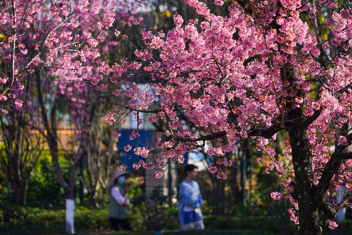 Kunminginfohub's tweet photo. ๐ฎ๐จ๏ธ Winter's bloom is here in Kunming! The city's cherry blossoms are a sweet contradiction to the cold, sketching a springtime fairytale for all to see. #CherryBlossomFairytale #KunmingMagic #SeasonalWonders https://t.co/3FM929KU7g