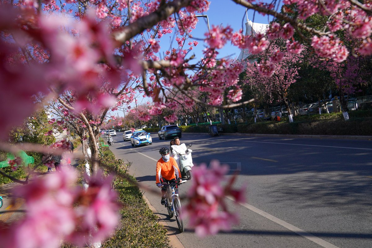 Kunminginfohub's tweet photo. ๐ฎ๐จ๏ธ Winter's bloom is here in Kunming! The city's cherry blossoms are a sweet contradiction to the cold, sketching a springtime fairytale for all to see. #CherryBlossomFairytale #KunmingMagic #SeasonalWonders https://t.co/3FM929KU7g