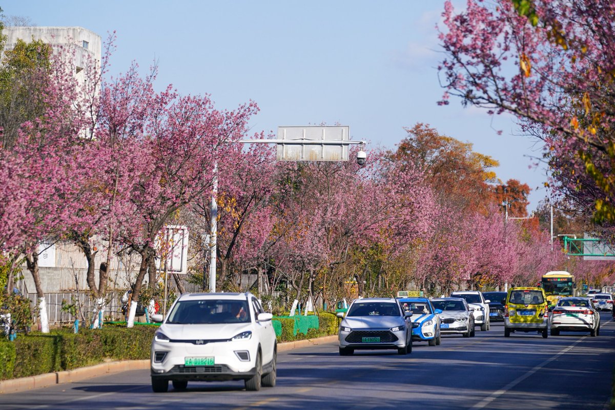Kunminginfohub's tweet photo. ๐ฎ๐จ๏ธ Winter's bloom is here in Kunming! The city's cherry blossoms are a sweet contradiction to the cold, sketching a springtime fairytale for all to see. #CherryBlossomFairytale #KunmingMagic #SeasonalWonders https://t.co/3FM929KU7g