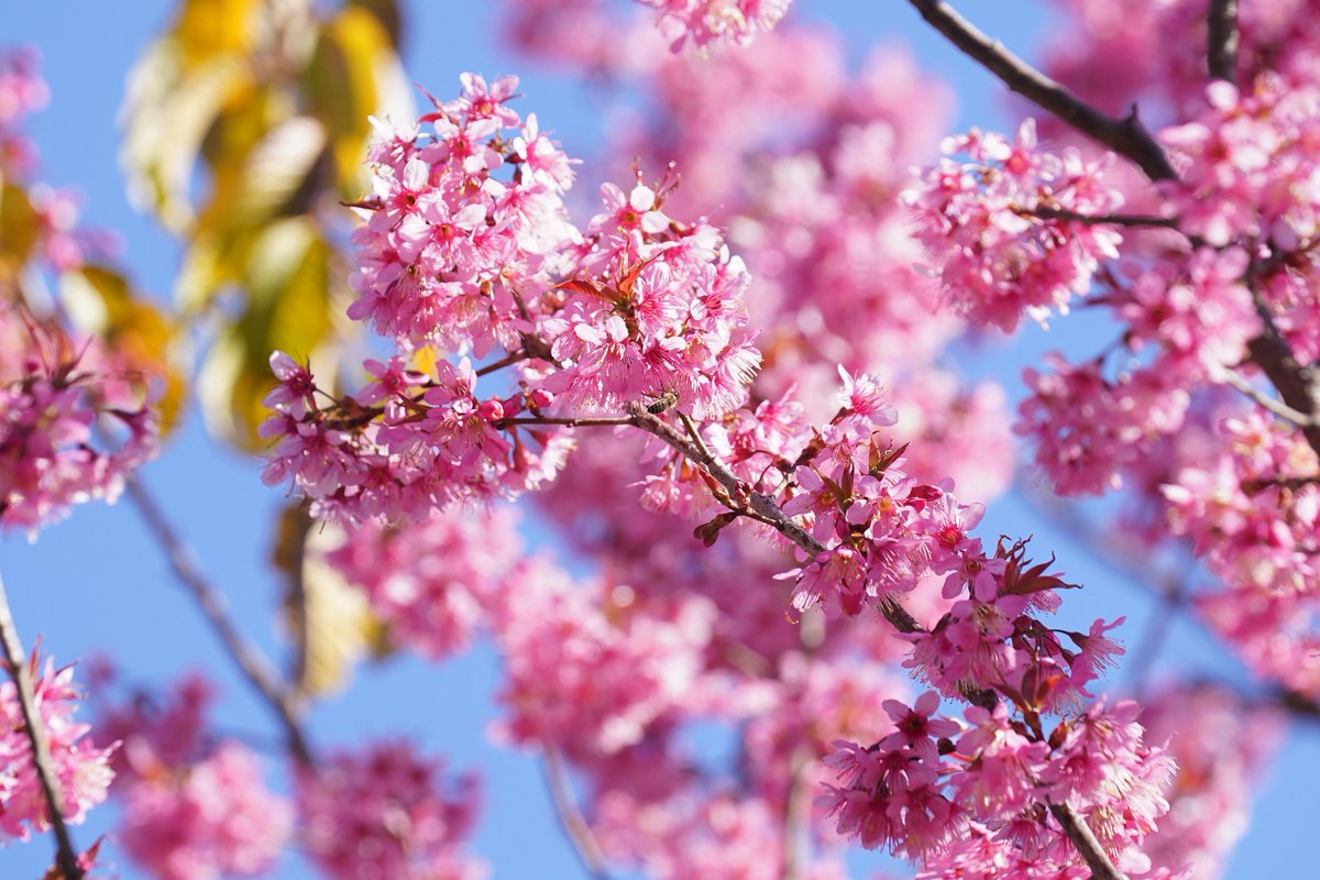 Kunminginfohub's tweet photo. ๐ฎ๐จ๏ธ Winter's bloom is here in Kunming! The city's cherry blossoms are a sweet contradiction to the cold, sketching a springtime fairytale for all to see. #CherryBlossomFairytale #KunmingMagic #SeasonalWonders https://t.co/3FM929KU7g