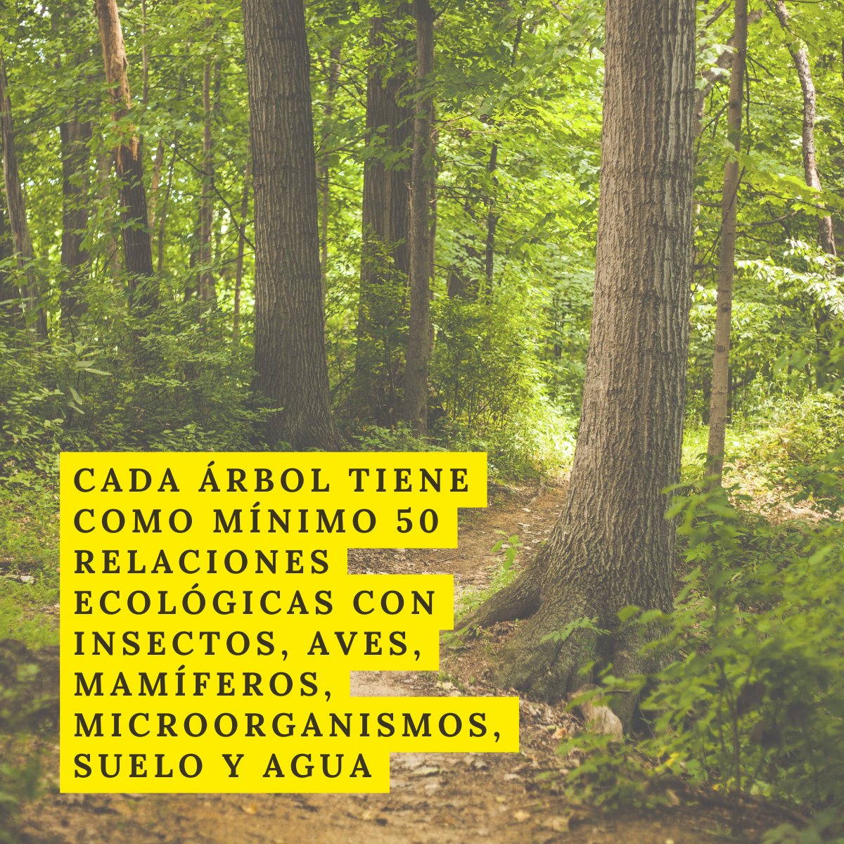46 árboles plantados, equivalente a nuestros 61,70Mwh generados en los últimos 5 meses de 2023 con nuestras placas FV.

#SostenibilidadEmpresarial #EnergiaRenovable #CompromisoAmbiental #EcoResponsabilidad #GreenBusiness #EmpresasSostenibles #InnovacionVerde #CambioClimatico