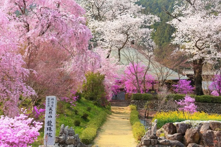 MATCHA_global's tweet photo. Uncover #Akiruno's natural wonders in western #Tokyo! From cherry blossoms to art museums, delve into the top 10 seasonal spots for an unforgettable journey through nature's splendid offerings.https://t.co/fgHBufOulJ https://t.co/vZf9Ba6Wf6
