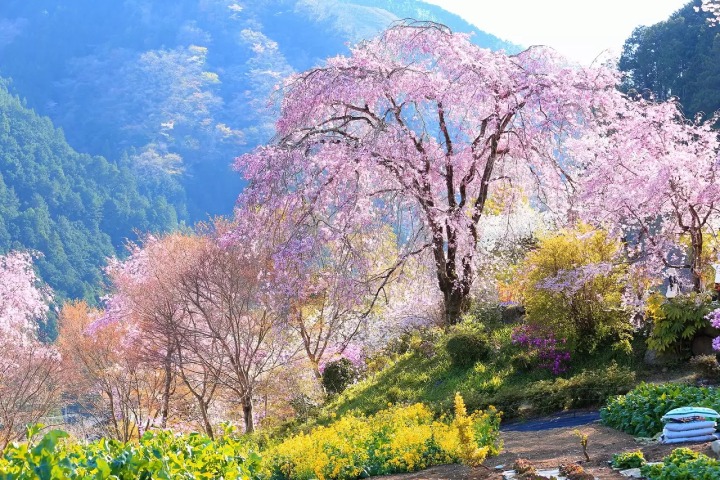 MATCHA_global's tweet photo. Uncover #Akiruno's natural wonders in western #Tokyo! From cherry blossoms to art museums, delve into the top 10 seasonal spots for an unforgettable journey through nature's splendid offerings.https://t.co/fgHBufOulJ https://t.co/vZf9Ba6Wf6