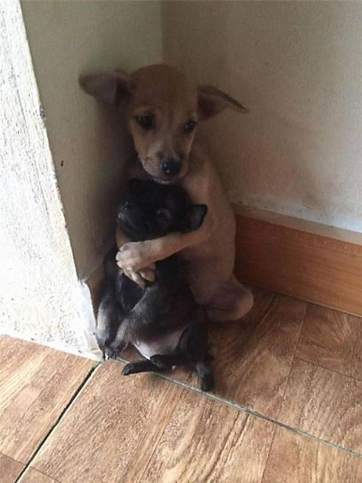 vivaneil1234's tweet photo. Pup wouldn't leave the shelter without his friend.(Adopted,)🥹🐶🌝❤️‍🔥🌞😂💞 https://t.co/TWEXSQAAh7