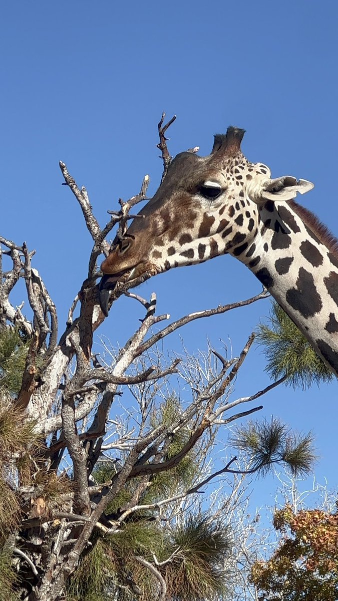 sharonmdennisv's tweet photo. Ojalá #Benito 🦒 supiera todo el movimiento que se ha generado a nivel nacional para ayudarlo.

Todo esto gracias al activismo de @SalvemosABenito https://t.co/7ELKko67FU