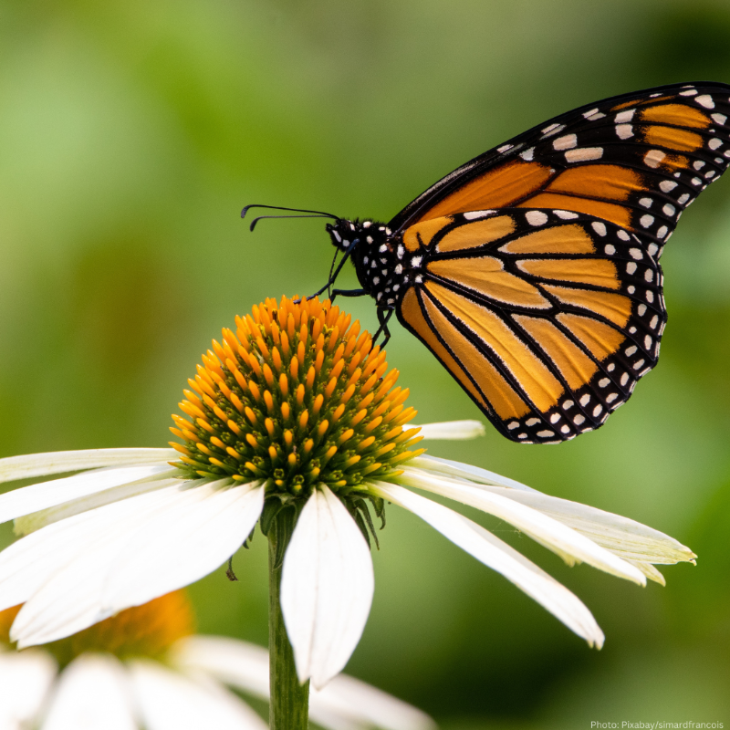 UNEP's tweet photo. Did you know there's a whole treaty dedicated to migratory animals like whales, birds, and butterflies? The @bonnconvention is the only international convention specializing in the conservation and sustainable use of migratory animals and their habitats. Find out more: https://t.co/NtQGK1BhF1