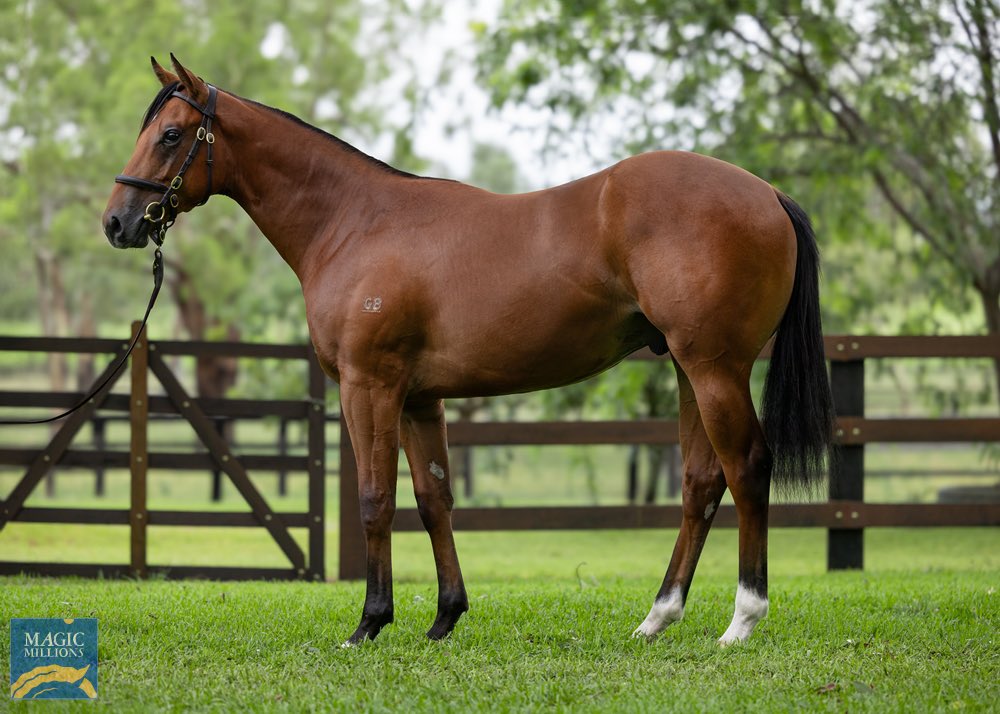 James Harron (@jmeharron) on Twitter photo Off the mark for the #JHBColtPartnership with this outstanding colt from the first crop of our Colt Partnership graduate Kingโs Legacy ๐ from <a href="/BhimaTBreds/">Bhima Thoroughbreds</a>
He is out of the smart 2YO Serenade, a half-sister to stallions Prague and Stratum Star and dam of smart 2YO Wolfgang Off the mark for the #JHBColtPartnership with this outstanding colt from the first crop of our Colt Partnership graduate Kingโs Legacy ๐ from <a href="/BhimaTBreds/">Bhima Thoroughbreds</a>
He is out of the smart 2YO Serenade, a half-sister to stallions Prague and Stratum Star and dam of smart 2YO Wolfgang