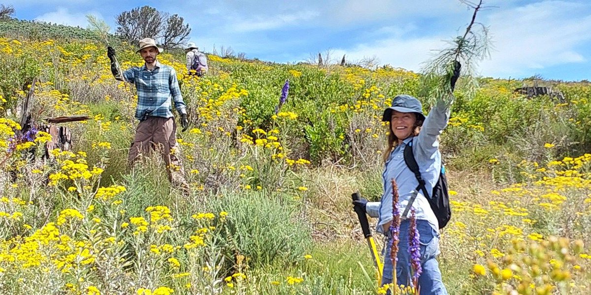 RoxanneReidSA's tweet image. ‘Clearing Table Mountain one alien plant at a time’ — dedicated teams root out invasive flora from the Cape fynbos buff.ly/3tKWOjB #fynbos #volunteering #flora via @dailymaverick