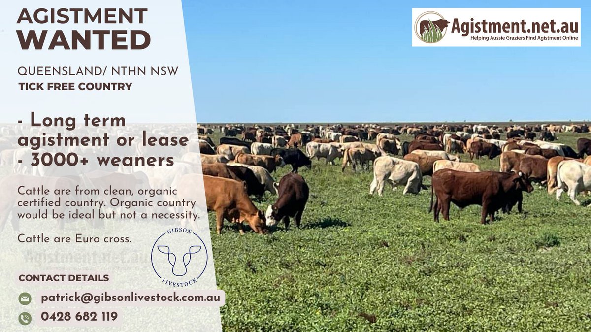 BirchmoreDavid's tweet photo. Gibson Livestock are looking for a long term lease or agistment block, suitable to carry 3000+ weaners.  Cattle are Euro cross and from clean, organic certified country.  Organic country would be ideal, but not a necessity. https://t.co/3wrdzBJqYQ