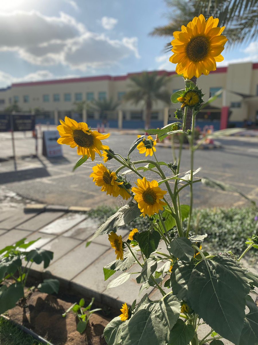 AISsharjah's tweet image. 🌻Our school grounds are ablaze with beautiful sunflowers, bringing the Muster theme to life.

🤠AIS Muster hats are now available at all receptions - get yours in pink, black, or beige while stocks last!  

#AISCommunity #AISEvents #AISMuster2024