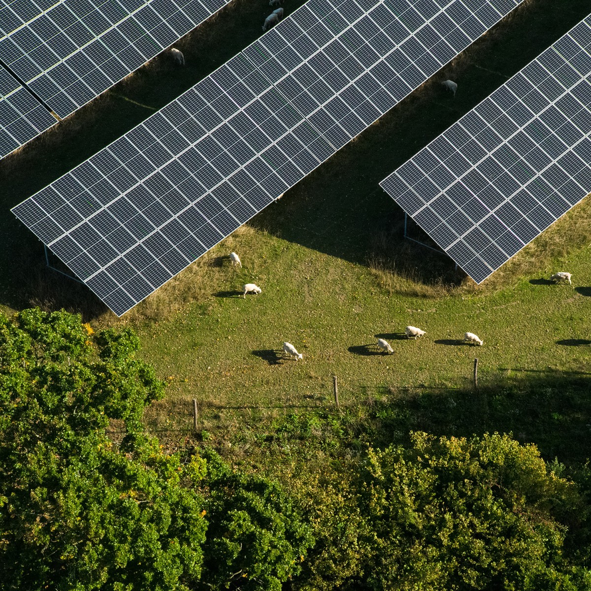 @BetterEnergy og Andel fælles om milliardinvestering i nye energiparker 💪☀️ Sammen har vi indgået et 50/50-partnerskab med ambition om at opføre omkring 15 solcelleparker i DK i perioden 2024-27: andel.dk/aktuelt/better… #grønomstilling #dkgreen Foto: Bette Energy