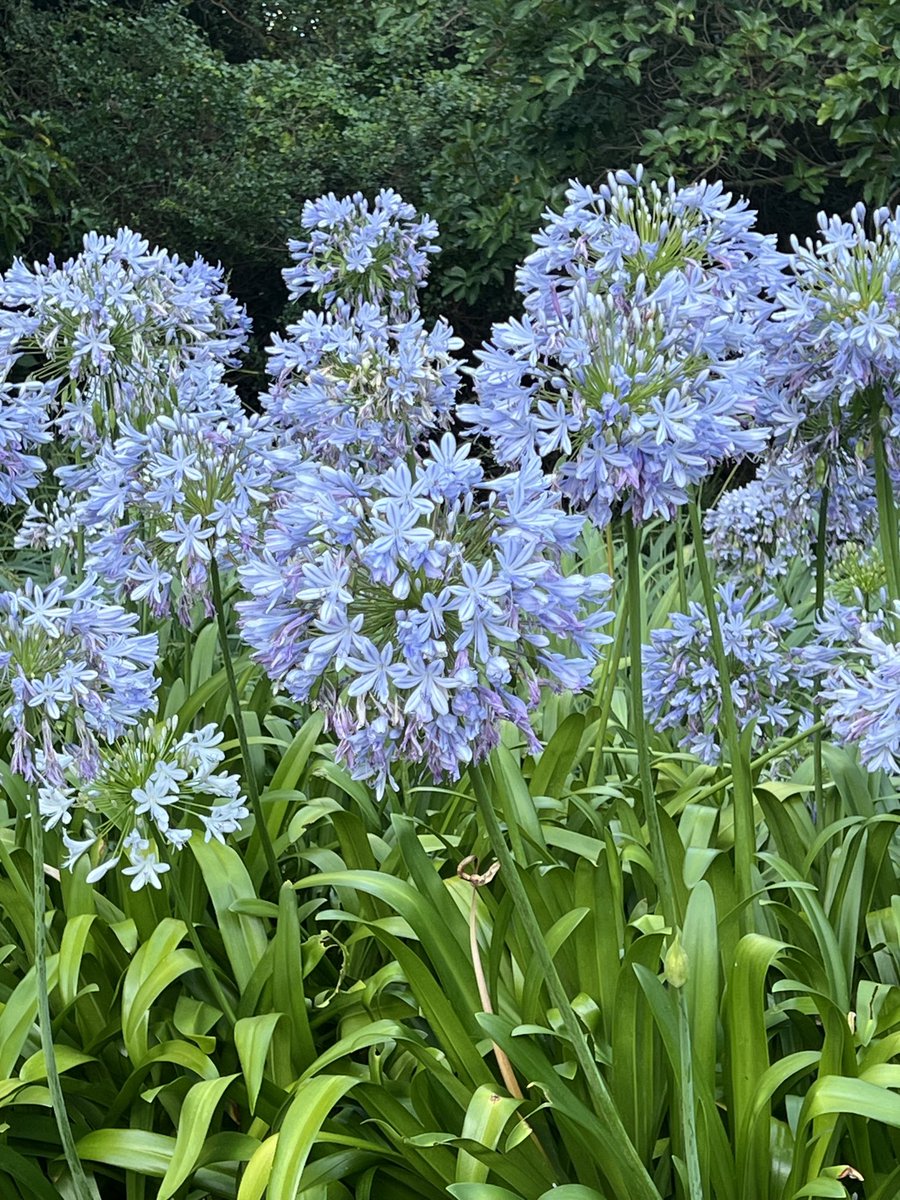 #Tuesdayblue #flowers #nature