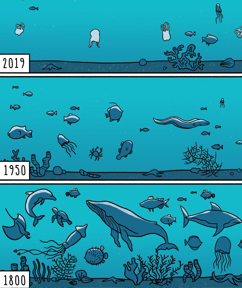 'Shifting baseline syndrome' explains how extreme ecological depletion is normalised in human society, each generation accepting ever less nature as perfectly fine.

The concept is equally valid on land as at sea.
🌍