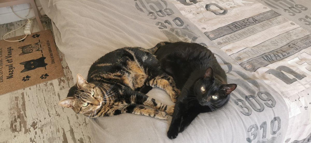 Nek0w_'s tweet photo. @elenazgul @dezziies Le chat noir s'appel nazgul, je crois qu'il y a un bug dans la matrice https://t.co/Py5Raj1eJQ