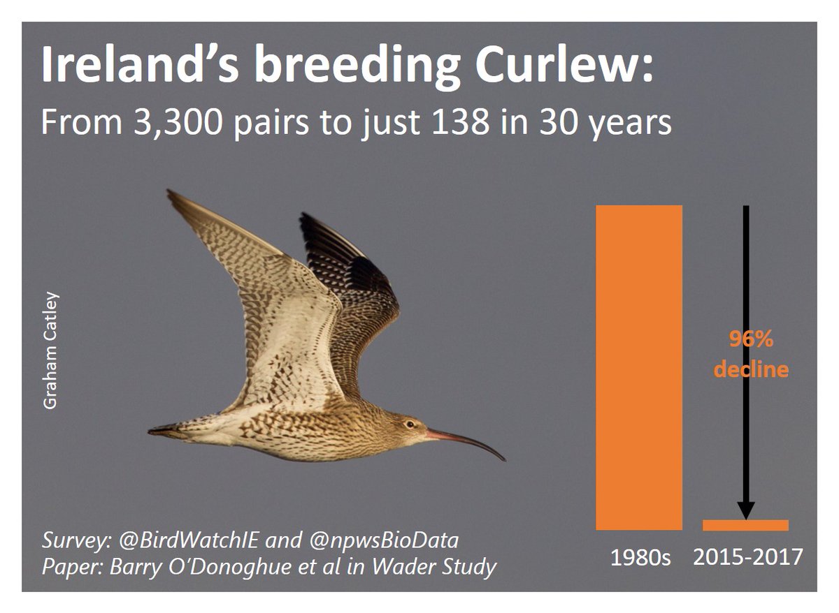 Good luck to everyone in #Ireland who is trying to provide #Curlew with the habitat they need to breed successfully. Let's hope 2024 is a productive season 🍀 This blog about 'Ireland's Curlew Crisis' is about to hit 4000 reads. wadertales.wordpress.com/2019/03/01/ire… #waders #ornithology