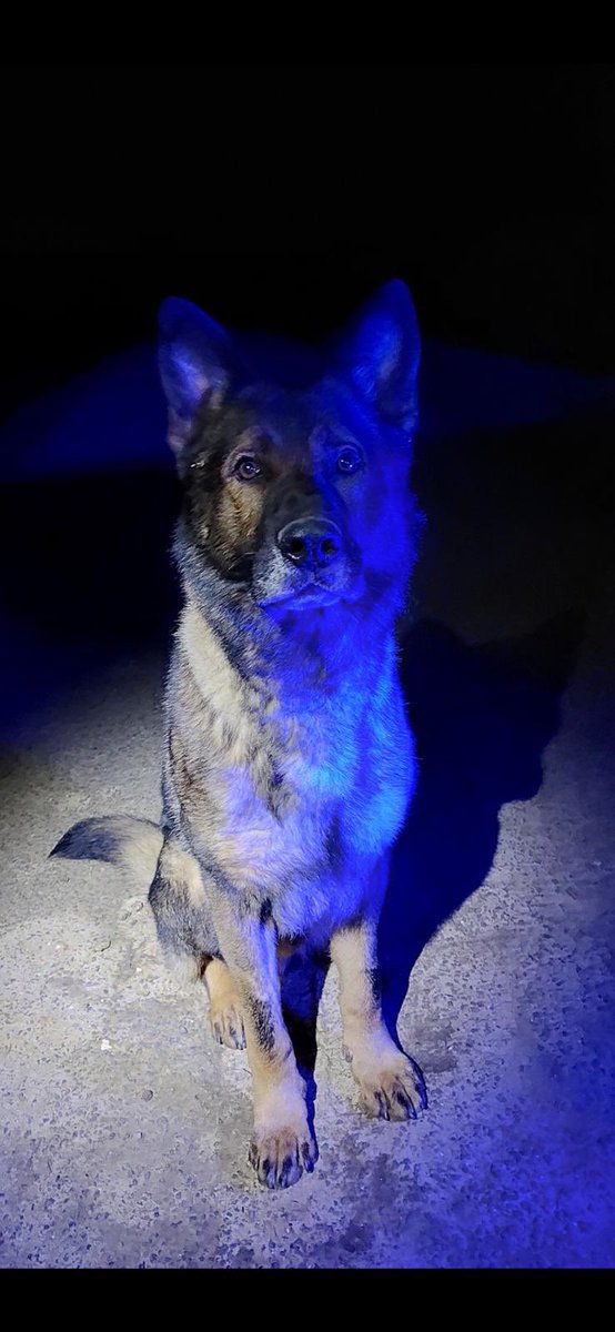 Northants Police Dog Section tweet media