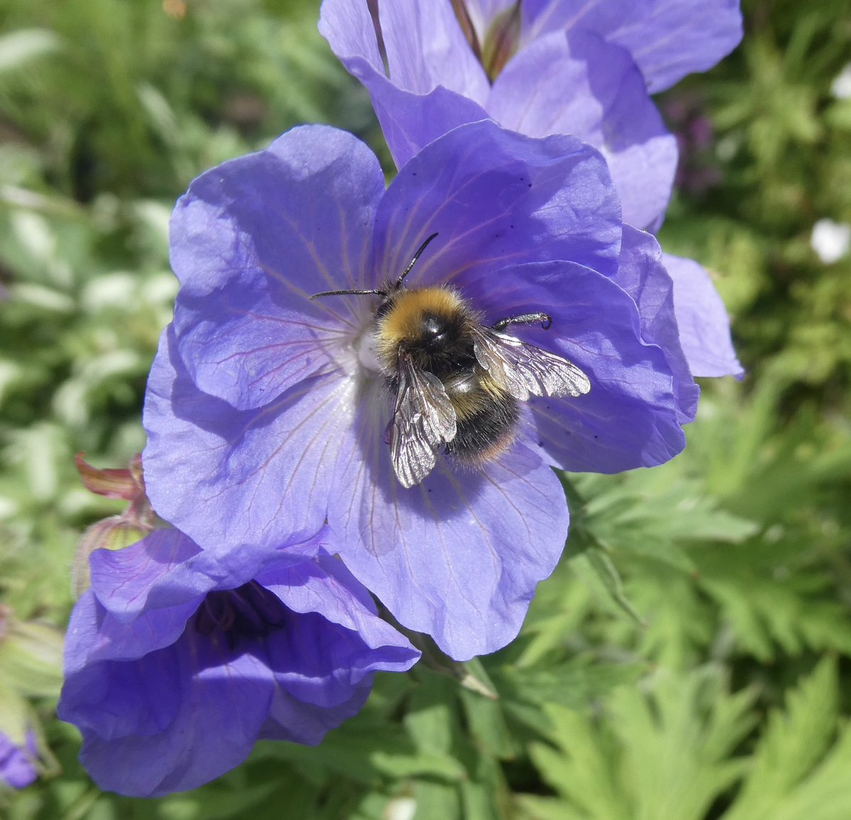 bumblebuddeez's tweet photo. For  #TuesdayBlue and #GeraniumJanuary from our garden  last Summer 🐝💙🐝💙🐝💙🐝💙🐝 https://t.co/swvfoouloP