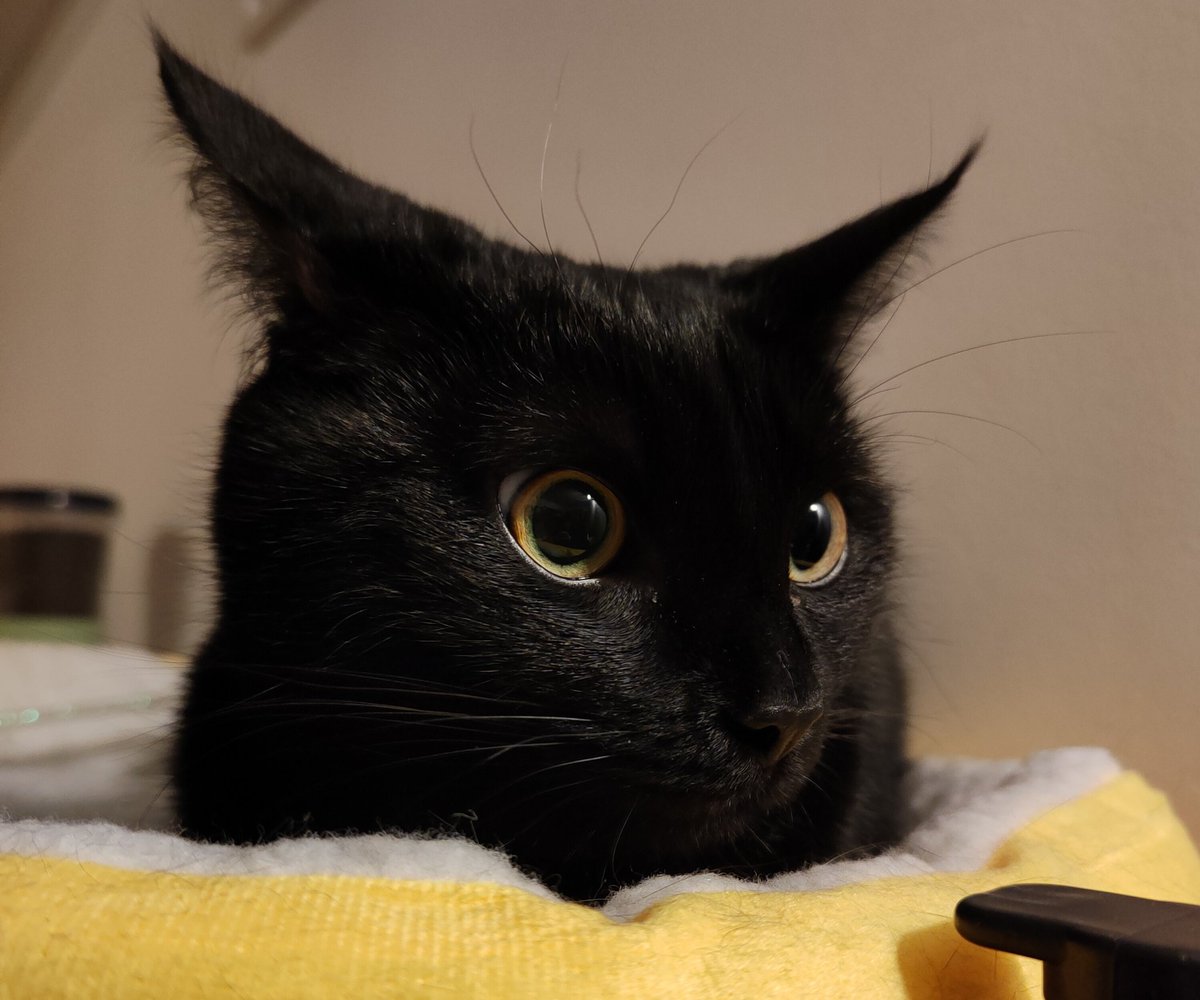 Недовольная кощька