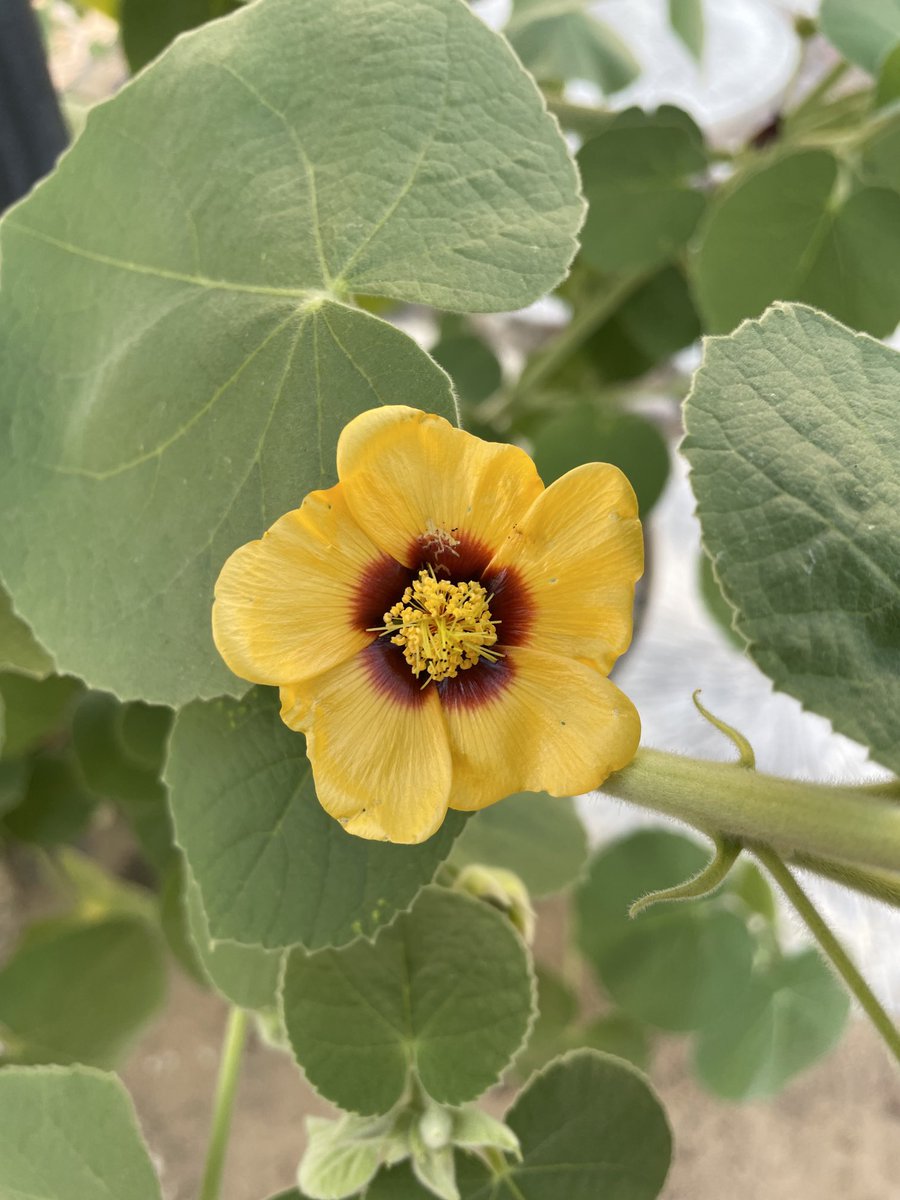 زهور شجيرة ( الرين ) - Abutilon hirtum