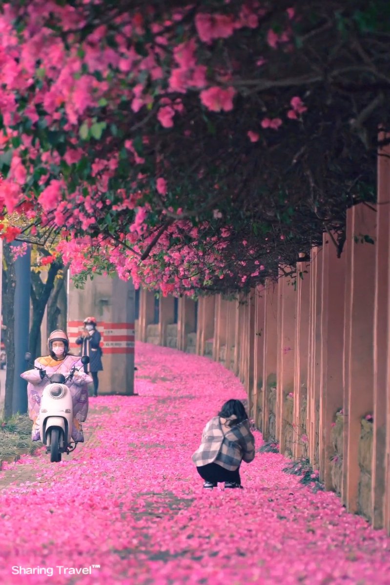 Spring in Nanning.