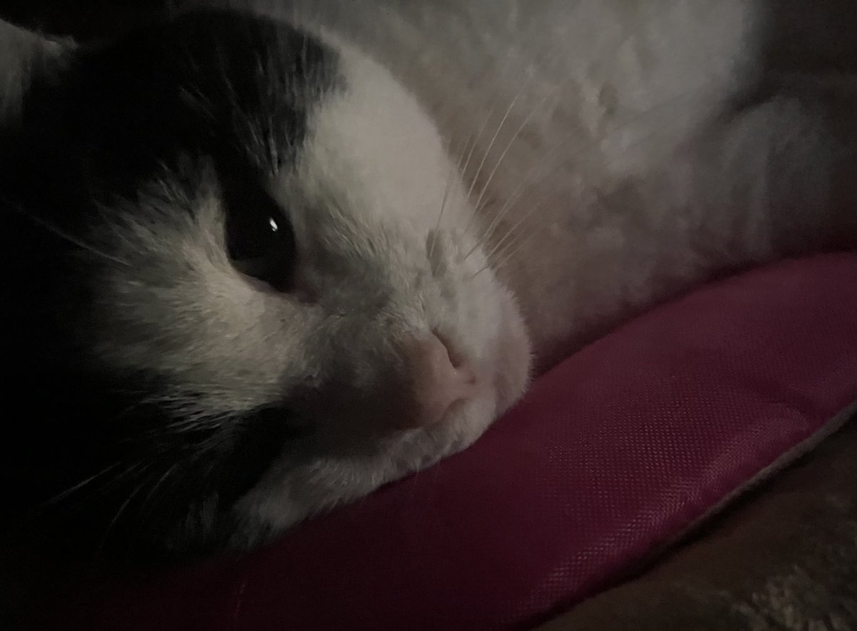 okay_rice's tweet photo. Stewart’s first ever sleepover with me :0 , night pal https://t.co/hJWNp1nAGN