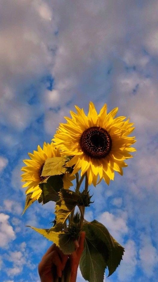 sunflowerchives's tweet photo. Happy  Day💛 https://t.co/k0auLqGmv9
