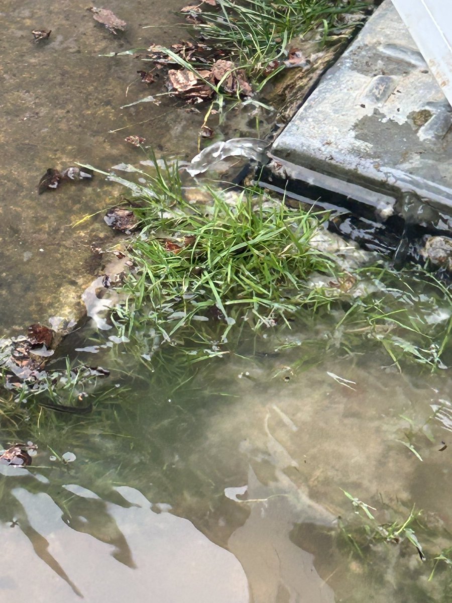 crm_eh's tweet photo. @rbwm @BBCNews @thameswater we’ve been pumping sewage out of garden non stop for 24 hours due to failure of Lightlands Lane pumping station. TW knew it was likely to happen and won’t even come out to help. We are exhausted having been up all night and just need tankers. #cookham https://t.co/sO8SynanTQ