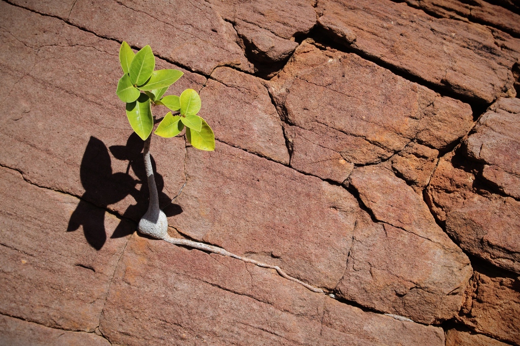 EcolSocAus's tweet image. "Bonsai" – by Jarrad Barnes (shortlisted in the 2023 ESA #PhotoCompetition #BranchingOut category)

"Rock figs are found in some of the most resource-deficient environments across Australia. They are also popular as bonsai […]" #OzPlants