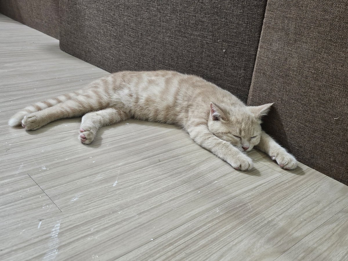 icscarpio's tweet photo. Look mama I'm a meowdel https://t.co/fd5uuyIKCr