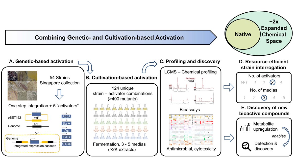 EvolvedBiofilm's tweet photo. #NatureCommunities by Wong Fong Tian and colleagues
How to Uncover Nature's Treasures: A Versatile Approach for Activating Diverse Actinomycetes for Natural Product Discovery
https://t.co/yWXu3dvhwp https://t.co/ynlMHPautL