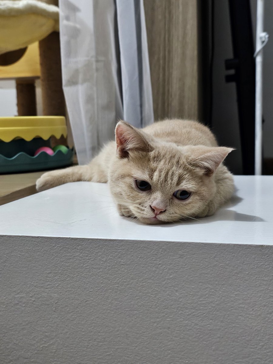 icscarpio's tweet photo. Look mama I'm a meowdel https://t.co/fd5uuyIKCr