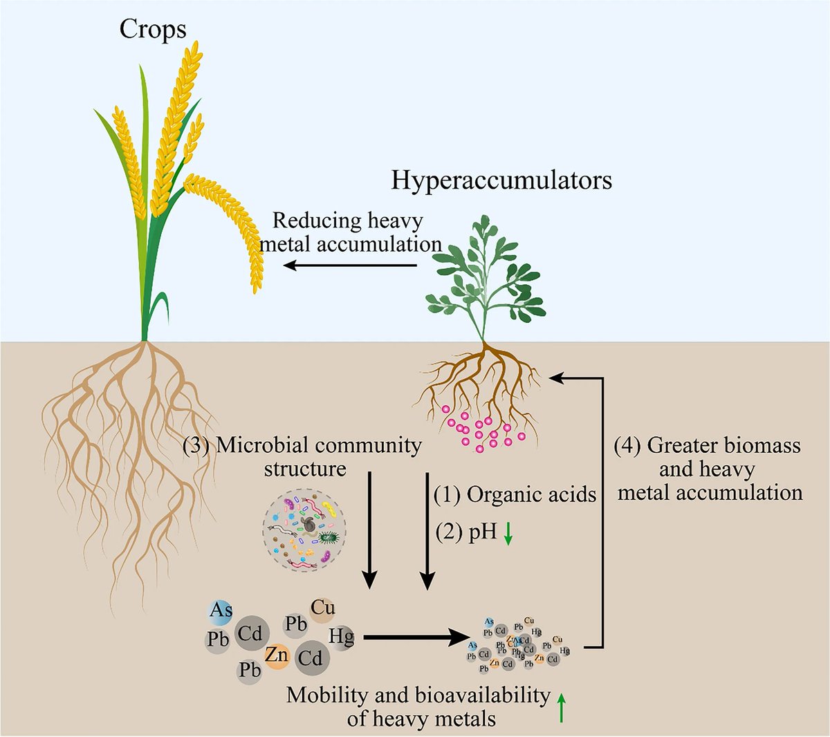 Root System & Rhizosphere tweet media