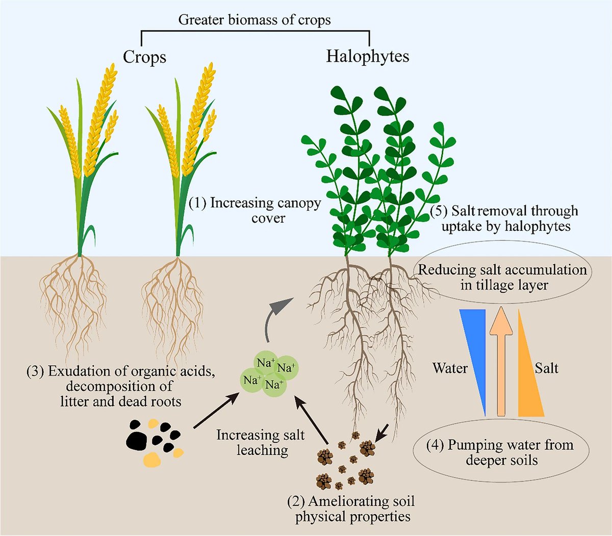 Root System & Rhizosphere tweet media