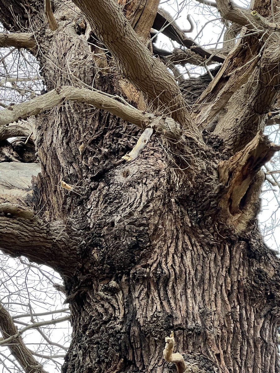 Spot the treecreeper @britishbirds ?

#thicktrunktuesday

@AncientTreesATF @arborsmarty @GreenGymPenge @Chris4Patches @nickyquinn08 @HayleyhHoward @keeper_of_books @mathilebrandts @saranaturegirl @WildlifeTrusts @RSPBScotland @Team4Nature