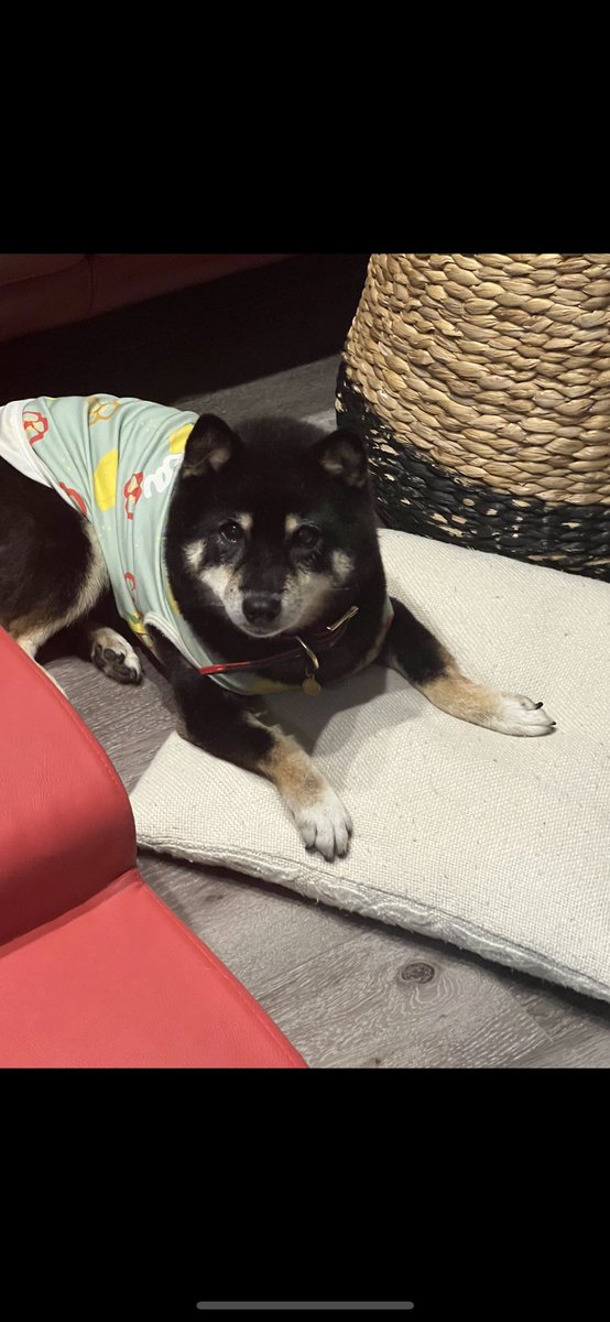 souichikataoka's tweet photo. 迷子のワンちゃん、見つけたら私にDM下さい。
老犬で目もあまり見えてなく耳もほぼ聞こえません。寒い中で可愛そうです。
1月9日(火）13~15時
総社市中原ユニチカ工場付近で迷子に。
名前：もも
犬種：柴犬 黒 
年齢：15歳 メス 
特徴：デニムと赤と首輪 ぽっちゃり 耳小さい
・拡散お願いします https://t.co/6dkobHXxCg