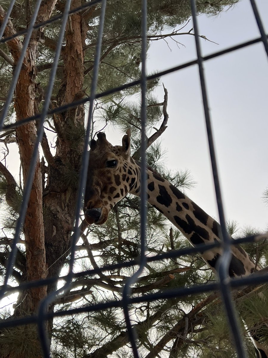 SalvemosABenito's tweet image. En todos nuestras publicaciones de aquí en adelante, estarán tanto @MaruCampos_G  como @PROFEPA_Mx  etiquetados, hasta que resuelvan lo necesario para que sea efectivo el traslado de la jirafa Benito hacia @AfricamSafari 🙏🦒

De verdad le pedimos a Dios que sea lo más pronto…