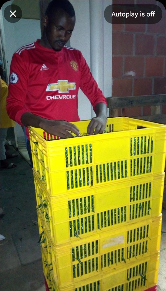 LtdExodus's tweet photo. 5 years back we produced Bird eye chilli. It was a nice start of our farming story; this is one of our happy days when we supplied only 13kgs to our client. Today we are better than that. Thanks  @Rwandafresh @ryaf_agribiz @RwandaAgri @MiniYouthRwanda @BDF_rw for the support. https://t.co/qpommAfXgs