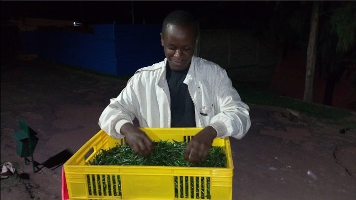 LtdExodus's tweet photo. 5 years back we produced Bird eye chilli. It was a nice start of our farming story; this is one of our happy days when we supplied only 13kgs to our client. Today we are better than that. Thanks  @Rwandafresh @ryaf_agribiz @RwandaAgri @MiniYouthRwanda @BDF_rw for the support. https://t.co/qpommAfXgs