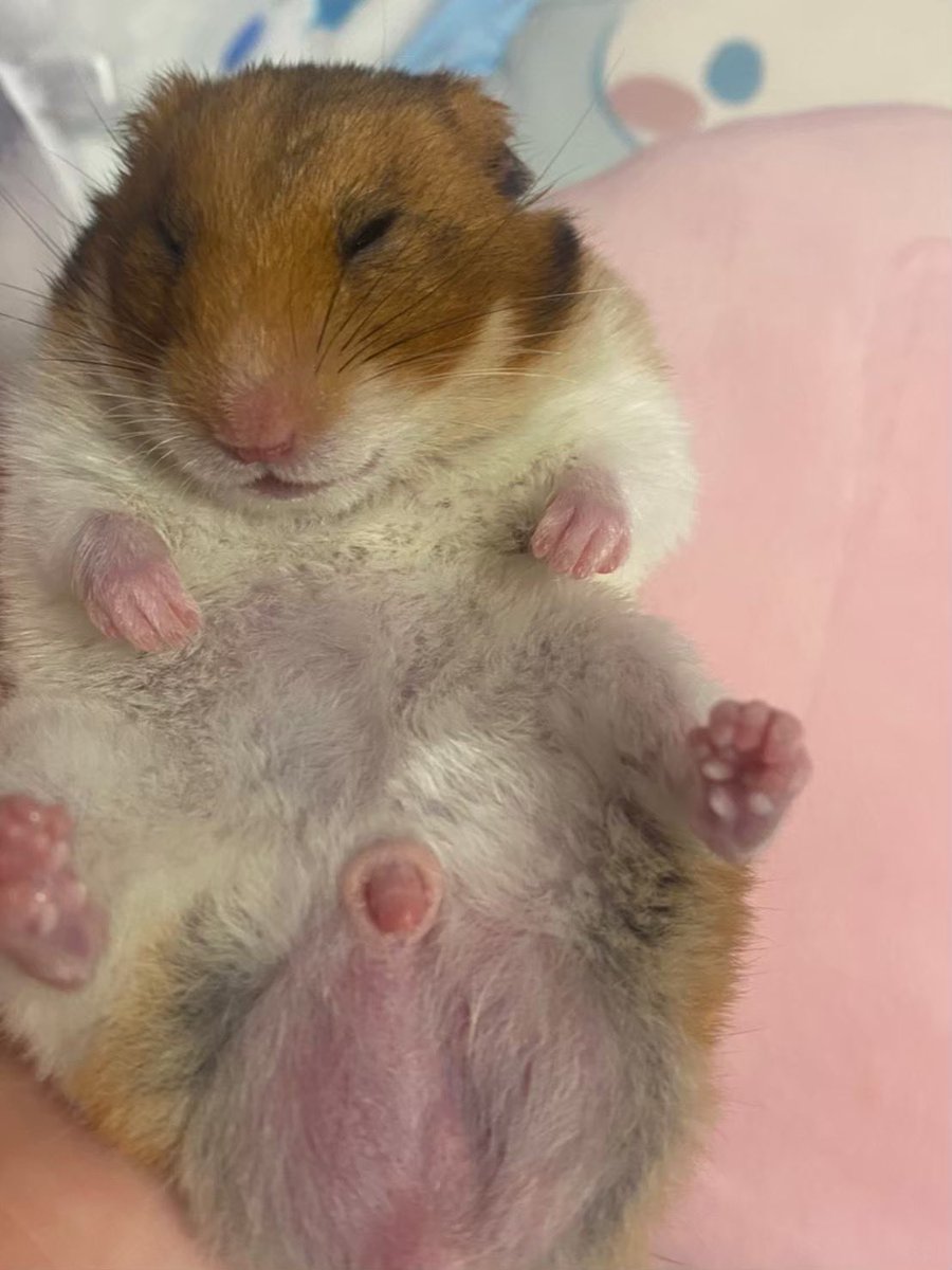 ハム大好き tweet media