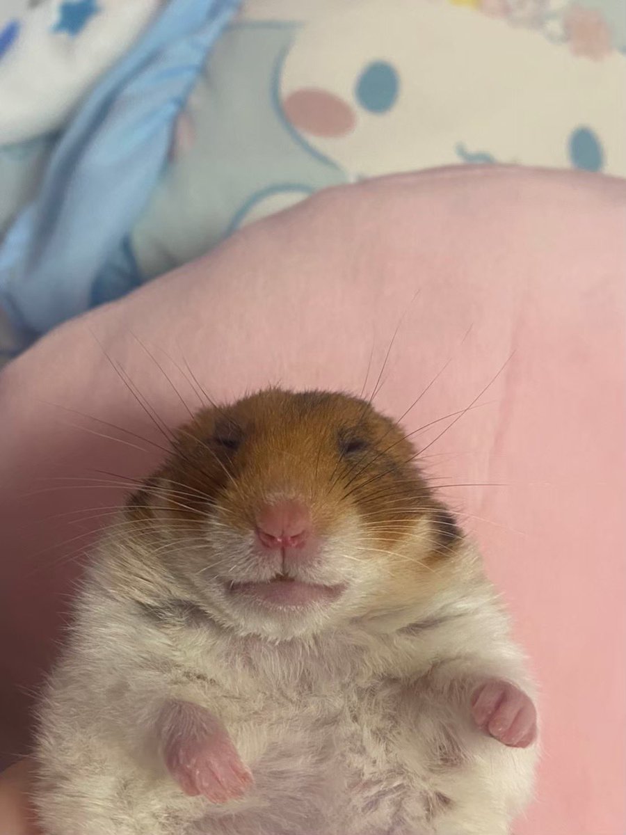 ハム大好き tweet media