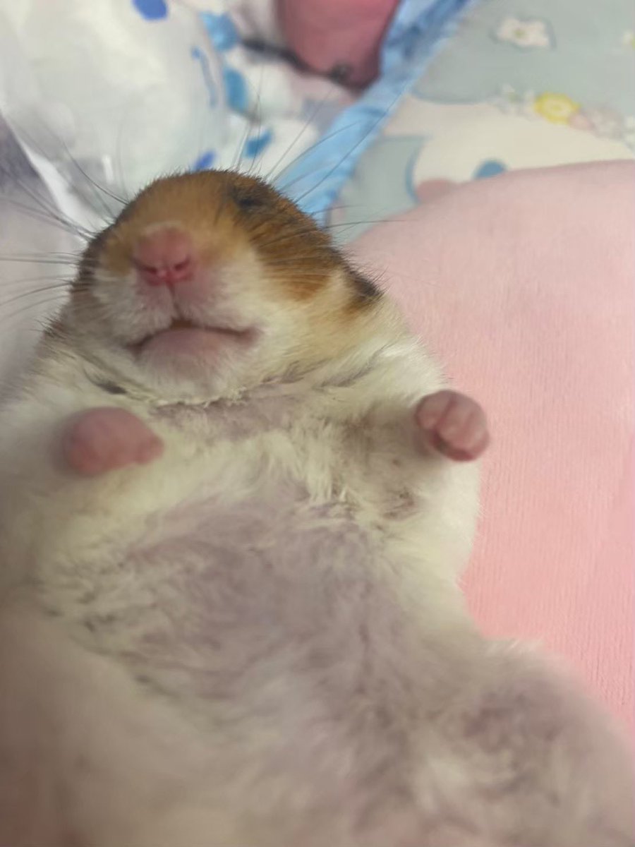 ハム大好き tweet media