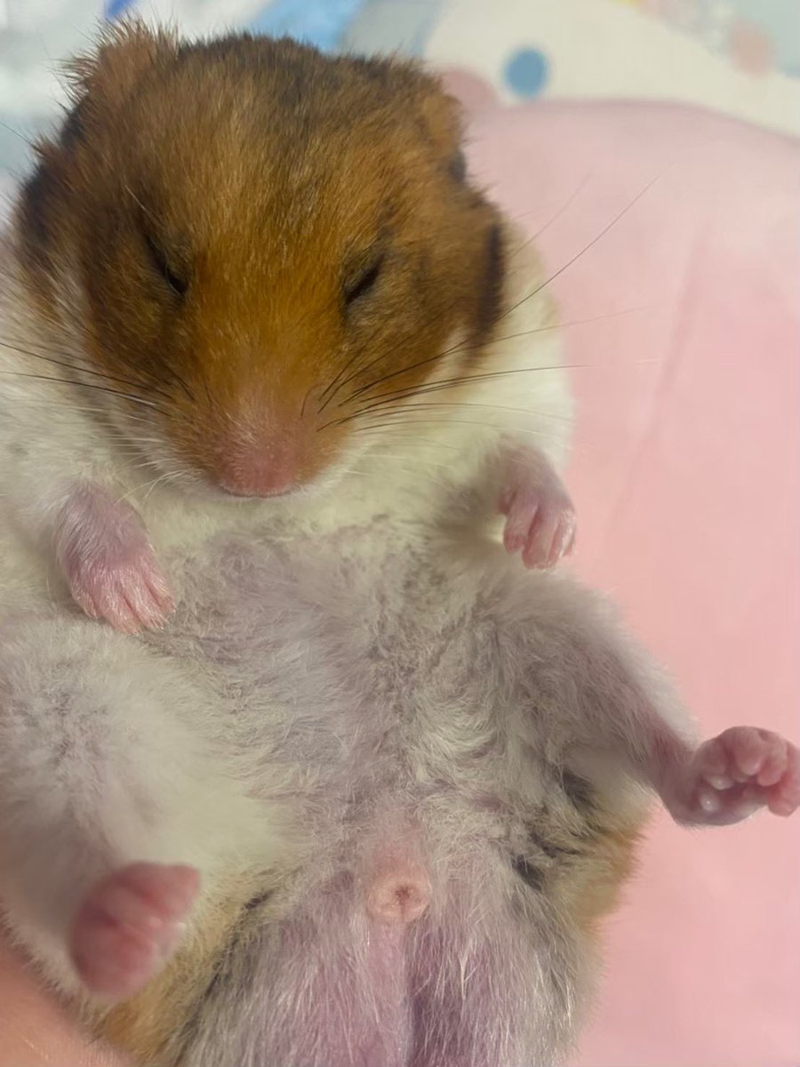 ハム大好き tweet media