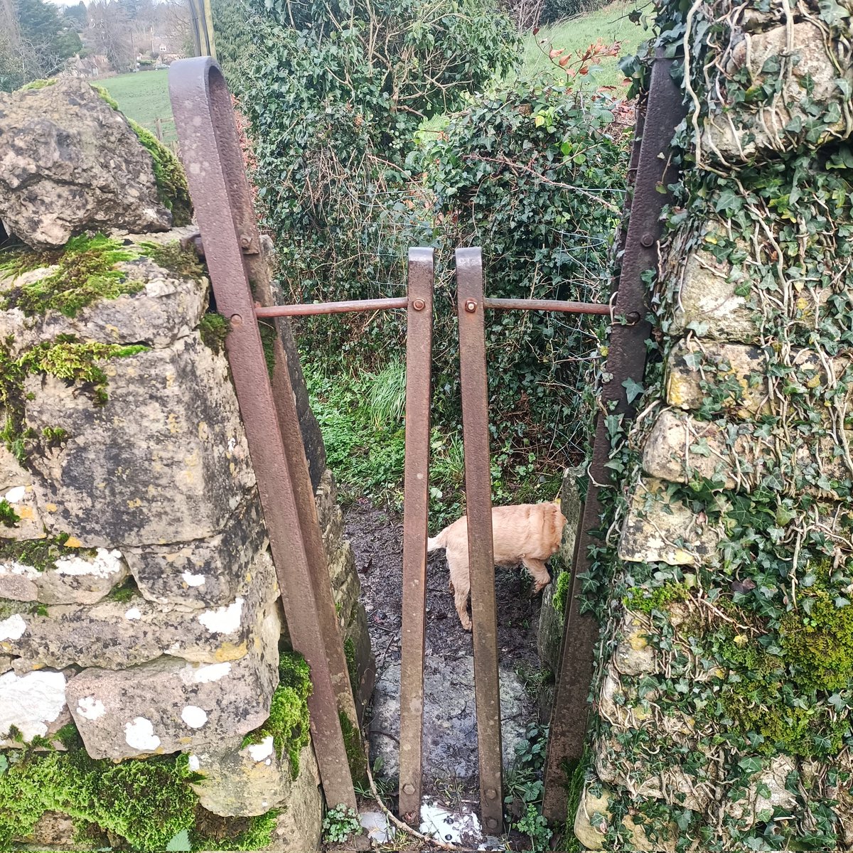 First one for me this..a squeeze stile with moving parts.  #opensesame #minchinhamptoncommon