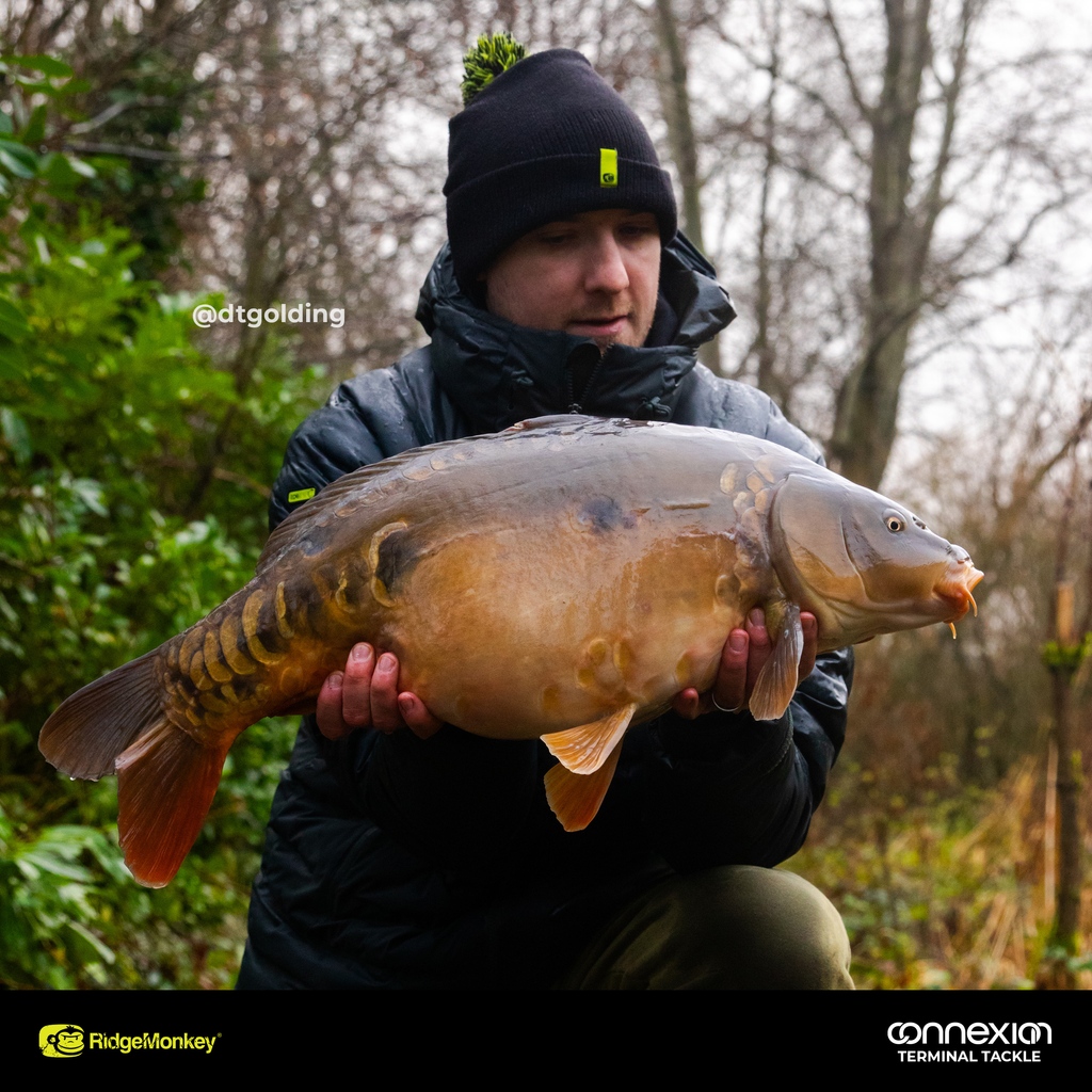 RidgeMonkey's tweet photo. A lovely winter's brace of twenties for our men Alex Williams and Dan Golding 😍
Both fish were caught using small Disperse Solid Bags full of boilie crumb and pellet with 25lb Silk Flex hooklinks and size 4 APE-X Beaked Point Hooks.
Well done guys, mega angling 🙏
#CatchReport https://t.co/eM9HPCcscv